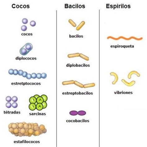 ClasificaciÓn Celula