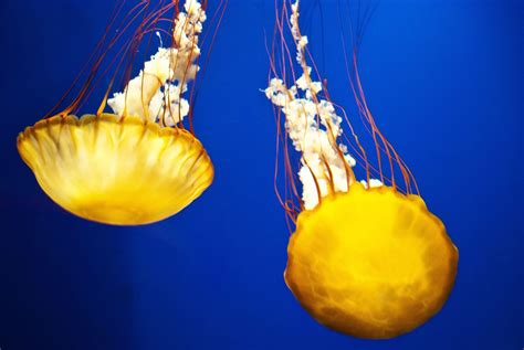 Sea Nettle Jellyfish | Smithsonian Photo Contest | Smithsonian Magazine