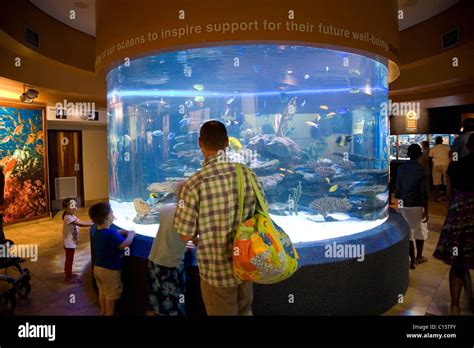 Visitors at Two Oceans Aquarium in Cape Town Stock Photo - Alamy