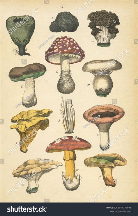 2 Chromolithography Stock Illustrations, Images & Vectors | Shutterstock