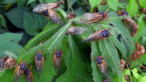 Charlotte Nc Cicadas Hamed Julian