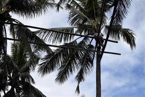 Toddy Tapper Working Collecting Coconut Sap Used In Making Coconut