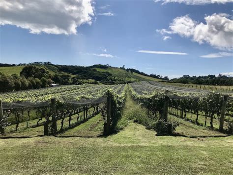 4 Best Waiheke Wineries To Visit From Auckland