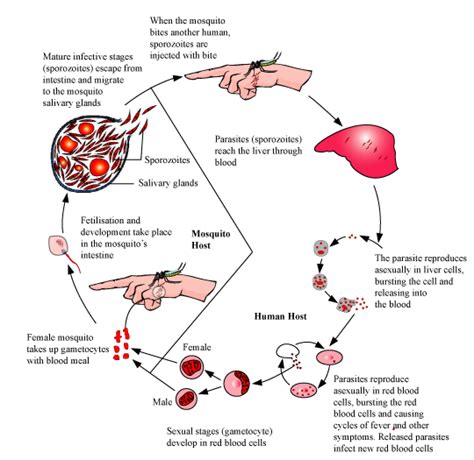 Stages In The Life Cycle Of Plasmodium