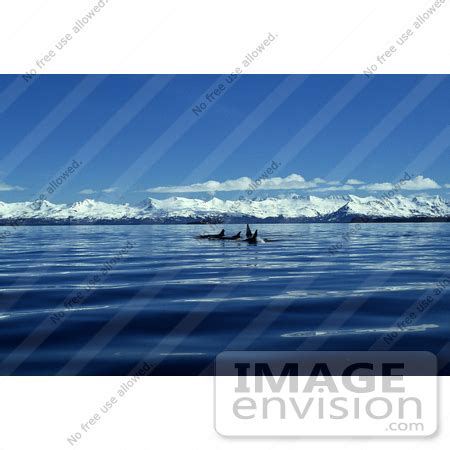 Picture of an Orca Killer Whale Pod (Orcinus orca), Alaska | #15626 by ...