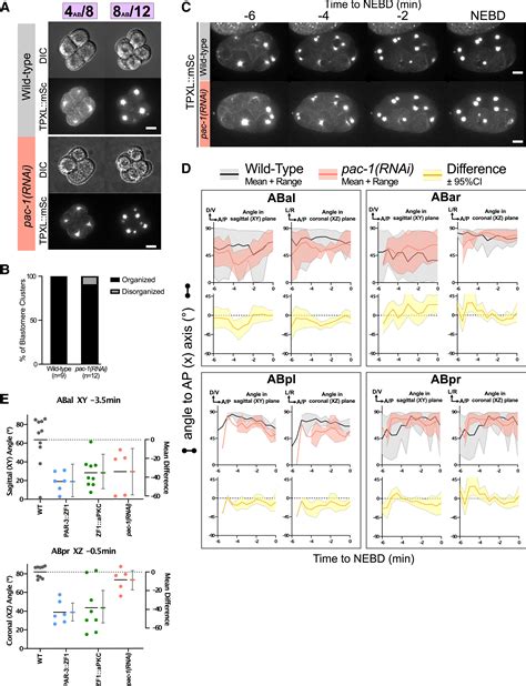 Apical Par Protein Caps Orient The Mitotic Spindle In C Elegans Early