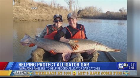 Help Protect Alligator Gar While Fishing In Tn Youtube