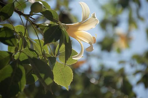 Es Hoy El Equinoccio De Primavera