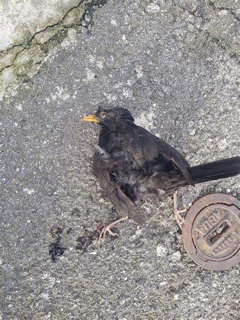 Eurasian Blackbird From Aradas Portugal On January At