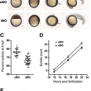 Immunocytochemical Localization Of Papp A In Cultured Human