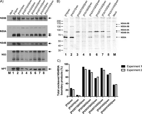 Analysis Of Polyprotein Processing In Constructs Containing Ns A Second