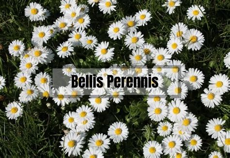 The Ultimate Guide To Growing And Caring For Bellis Perennis