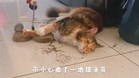 缅因猫过量吸食猫薄荷后大型翻车现场！摇头晃脑还能劈叉！哔哩哔哩bilibili