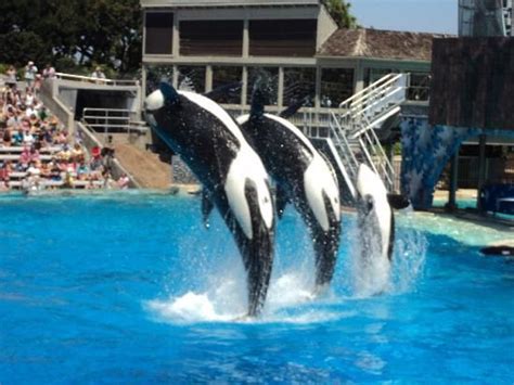 Shamu Show At Seaworld San Diego California Vacation Sea World San