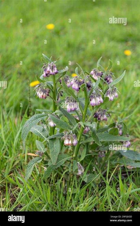 Amsterdam The Netherlands Th April Symphytum Officinale Comfrey