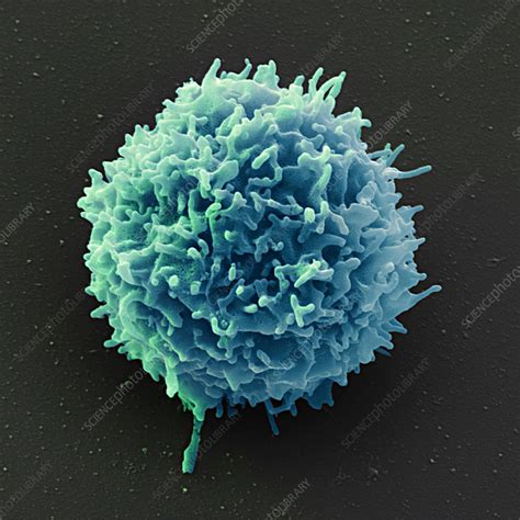 Natural Killer Cell SEM Stock Image C035 4930 Science Photo Library