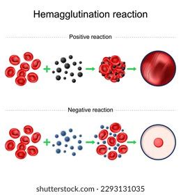 Hemagglutination Reaction Blood Typing Negative Positive Stock Vector (Royalty Free) 2293131035 ...