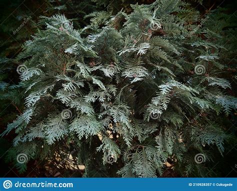 Evergreen Tree Branch Closeup Of Beautiful Green Christmas Leaves Of