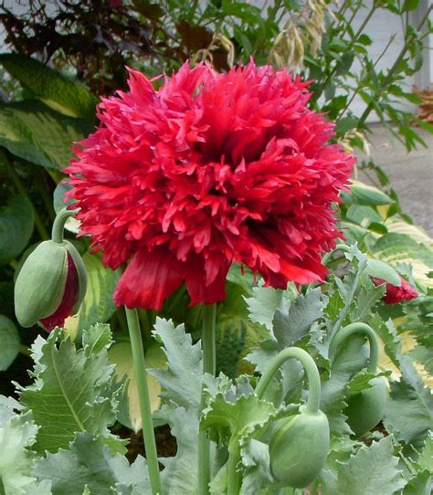 Poppy Papaver Paeoniflorum Red 4000 Seeds Etsy