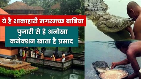 Meet Babiya Kerala Vegetarian Crocodile Who Lives In A Temple Pond And