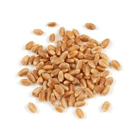 Soft Red Winter Wheat