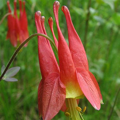 Aquilegia canadensis - Horsford Gardens and Nursery