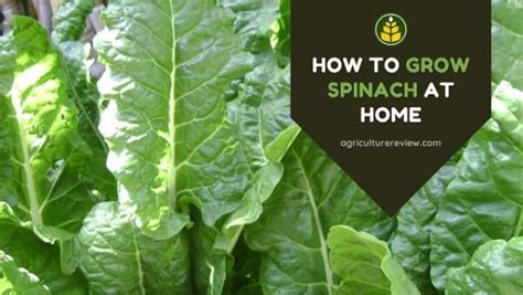 How To Grow Spinach At Home Step By Step Guide