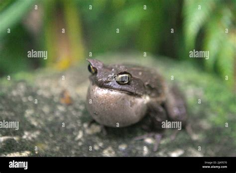 Malaysian Horned Frog Also Known As The Long Nosed Horned Frog Or