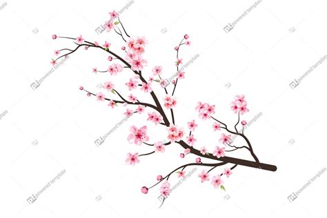 Cherry Blossom Tree Branch Drawing