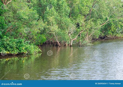 Mangrove Swamp stock photo. Image of nursery, wilderness - 26095654