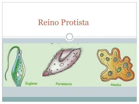 Clasificacion De Los Reinos Protista Roceso Porn Sex Picture