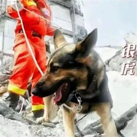 67只汶川地震搜救犬已全部离世救援废墟力量