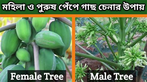 মহিলা পেঁপে ও পুরুষ পেঁপে গাছ চেনার সহজ উপায় Female Or Male Papaya