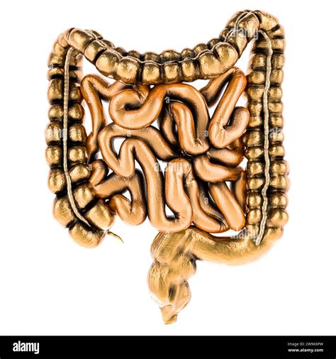 Golden Human Intestines D Rendering Isolated On White Background