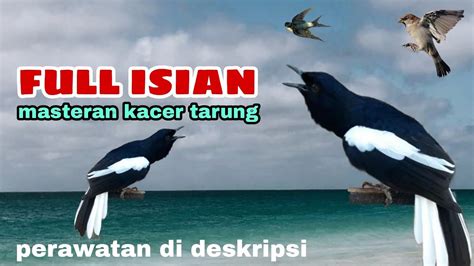 Kacer Full Isian Masteran Kacer Tarung Youtube