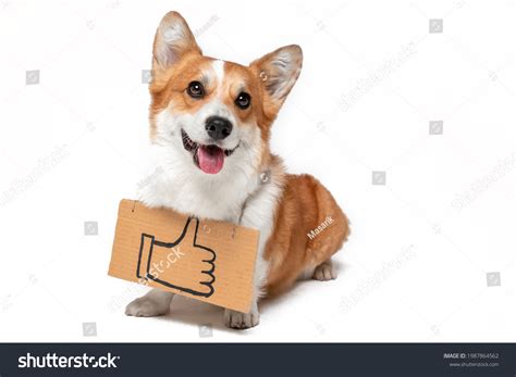 Dog Thumbs Up Royalty-Free Images, Stock Photos & Pictures | Shutterstock