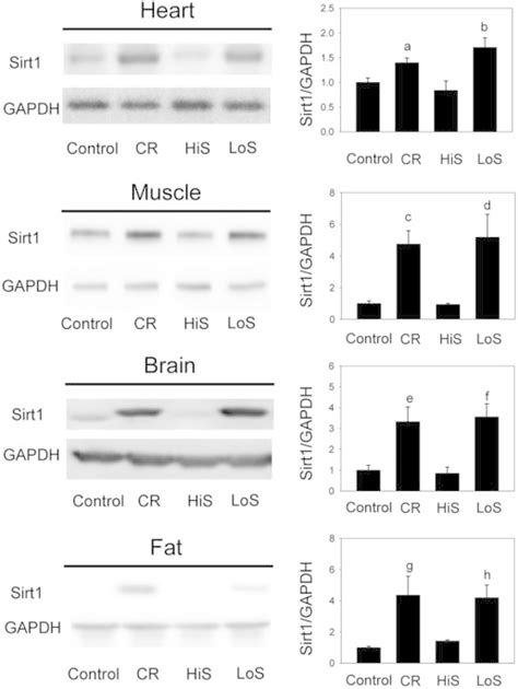 Sirt1 Expression In The Extra Renal Tissues After Consumption Of A Download Scientific Diagram