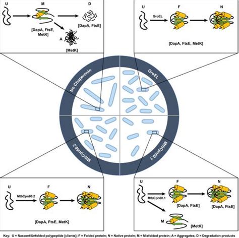 Mycobacterial Chaperonins In Cellular Proteostasis Evidence For