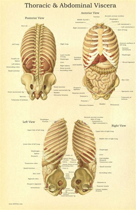 Viscera Anatomy