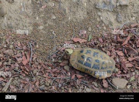 Rare endangered species hi-res stock photography and images - Alamy