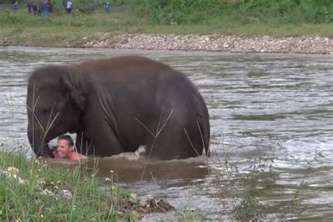 Vídeo mostra elefante salvando homem que estava sendo levado pela