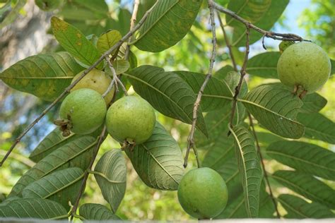 Black Walnut Tree Value: What to Know — MK Timber Exporting ...