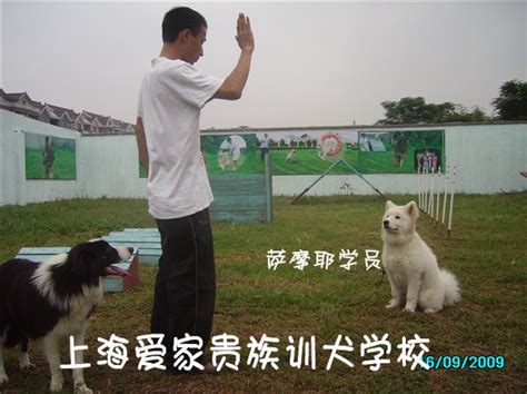 上海训犬基地 上海狗学校 上海训狗 上海宠物训练 上海宠物培训 上海爱家宠物训犬学校