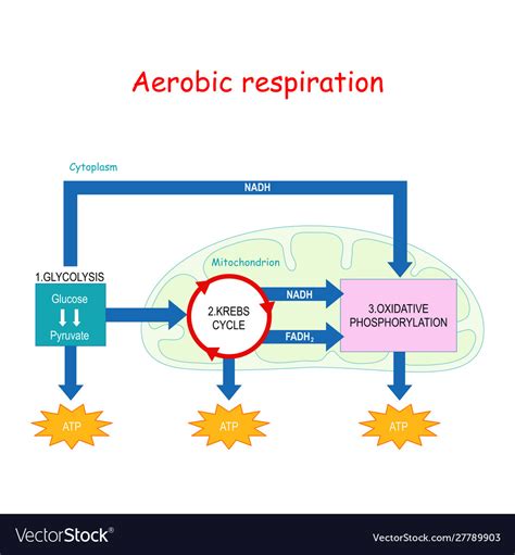 Process Of Aerobic Respiration