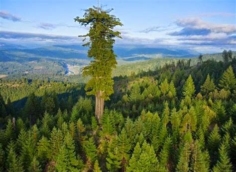 World's Tallest Tree - Hyperion | Wikipedia - Karamat Adeel