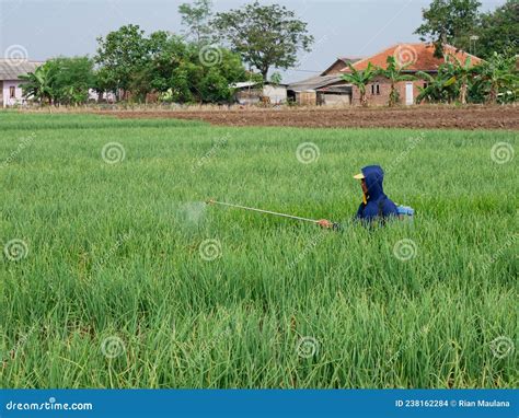 Indonesian Farmer Is Spraying Fertilizer For Shallots In His Garden