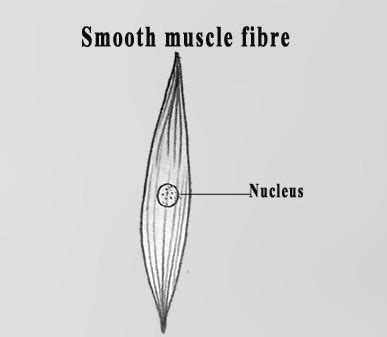 DRAW IT NEAT: How to draw Muscle cells