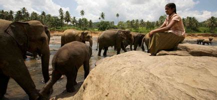 Chandani Und Ihr Elefant Ber Den Film