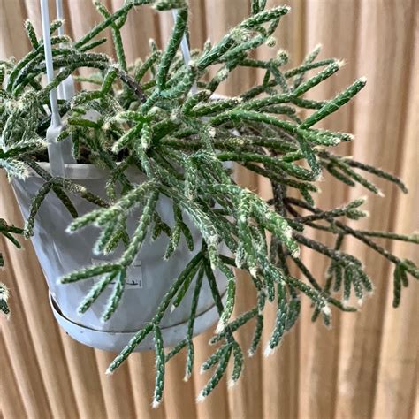 Buy Rhipsalis Pilocarpa ‘mistletoe Cactus No 24 My Jungle Home