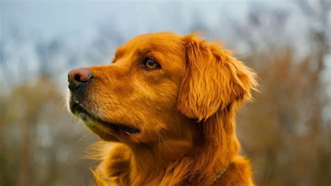 Top 8 Easily Trainable Dog Breeds Oxford Pets